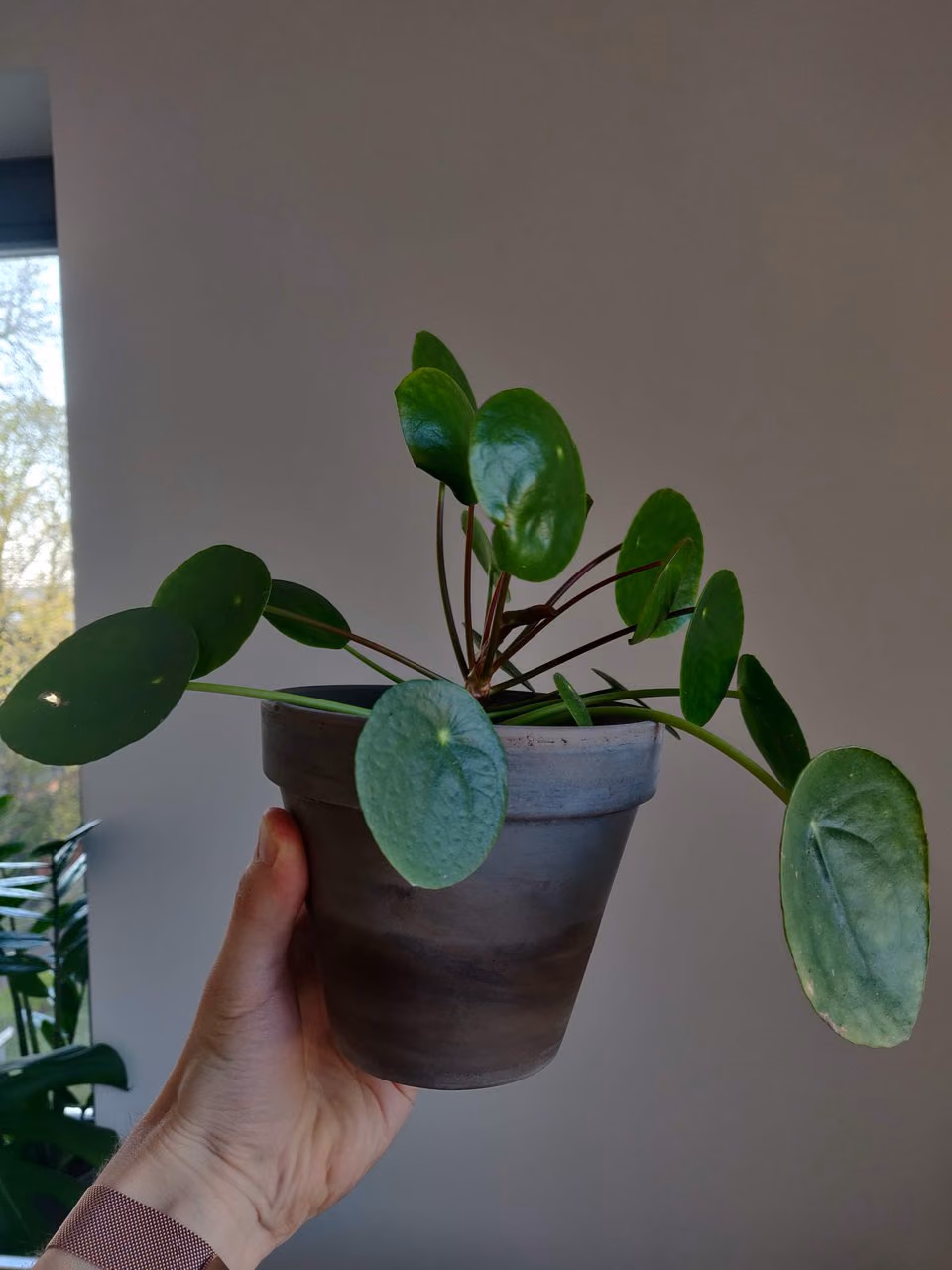 Pilea peperomioides — odrost — Zdjęcie 1 z 1