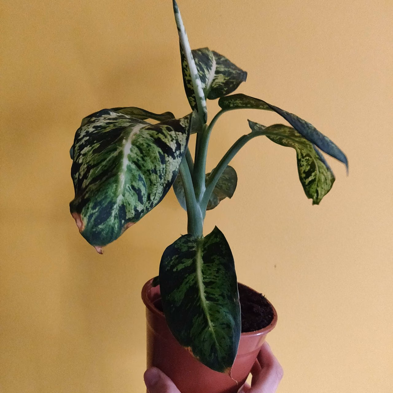 Monstera — Zdjęcie 3 z 3