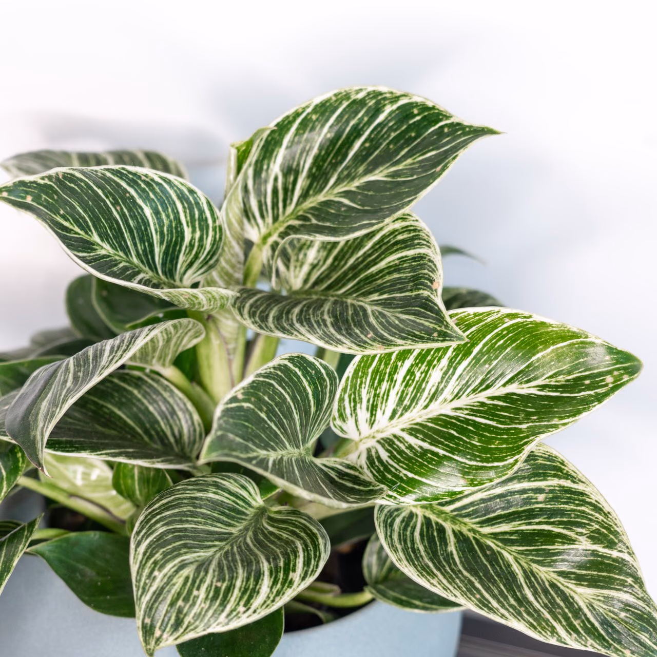 Philodendron Birkin — duży krzak — Zdjęcie 3 z 3