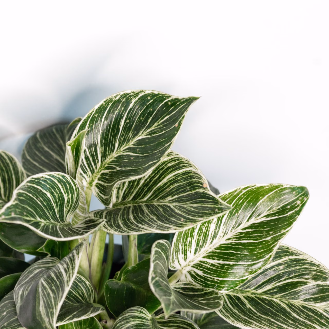 Philodendron Birkin — duży krzak — Zdjęcie 2 z 3