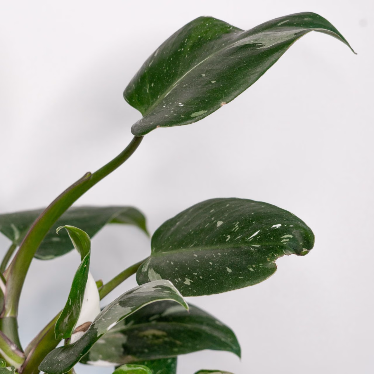 Filodendron — ukorzeniona sadzonka — Zdjęcie 1 z 1