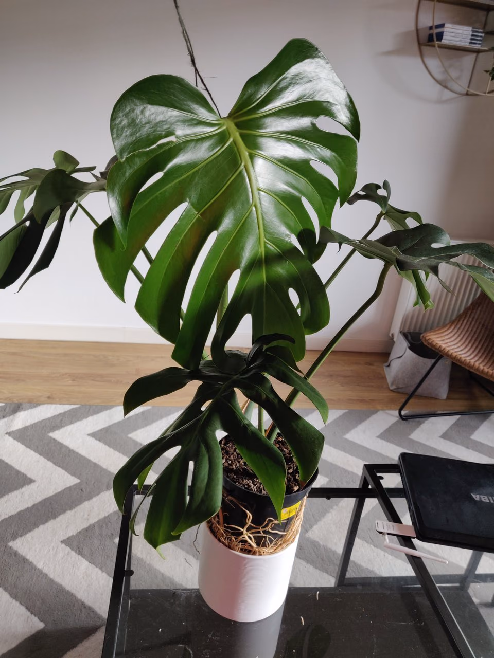 Monstera deliciosa — sadzonka z korzeniem powietrznym — Zdjęcie 2 z 2