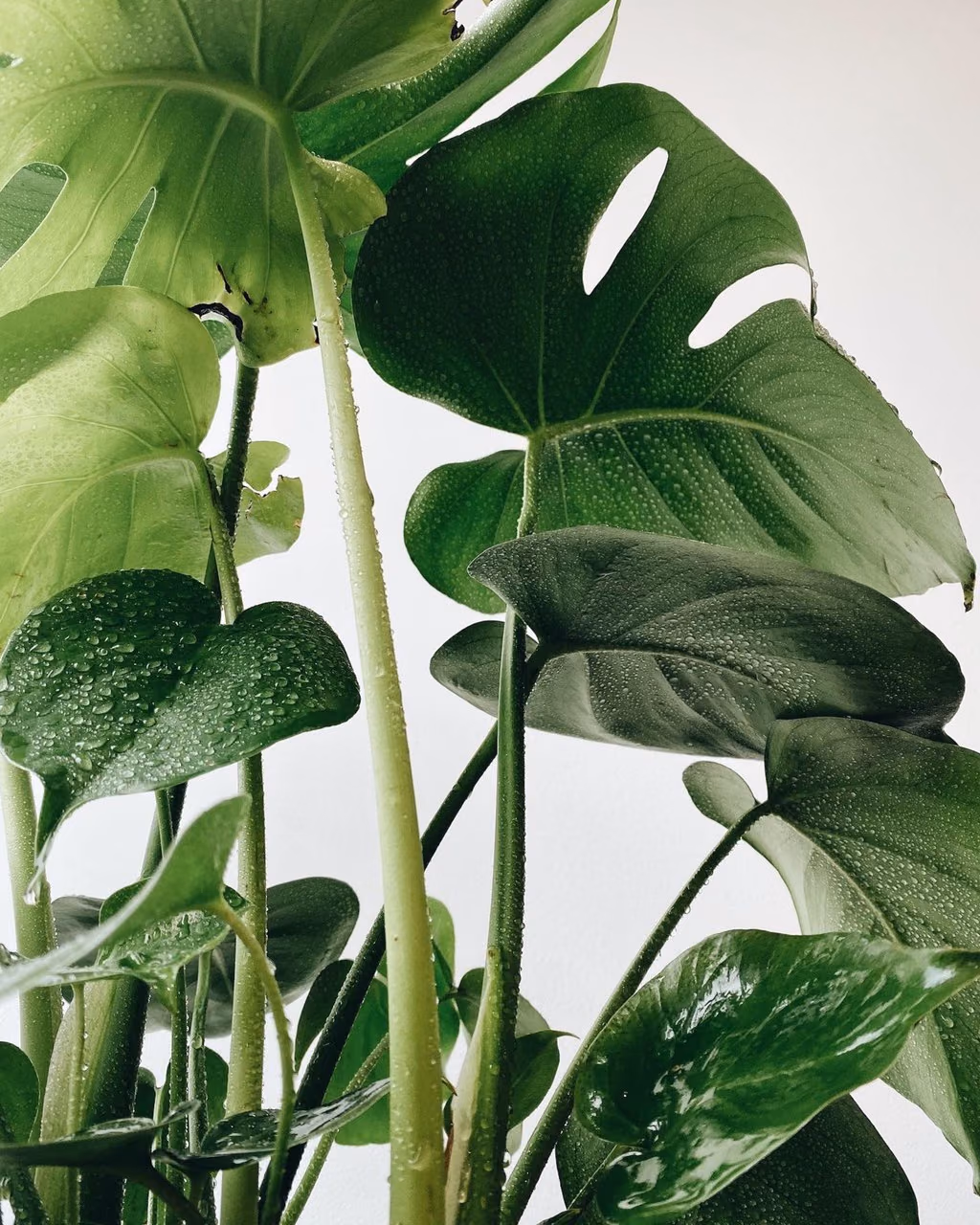 Monstera deliciosa — sadzonka z korzeniem powietrznym — Zdjęcie 1 z 2
