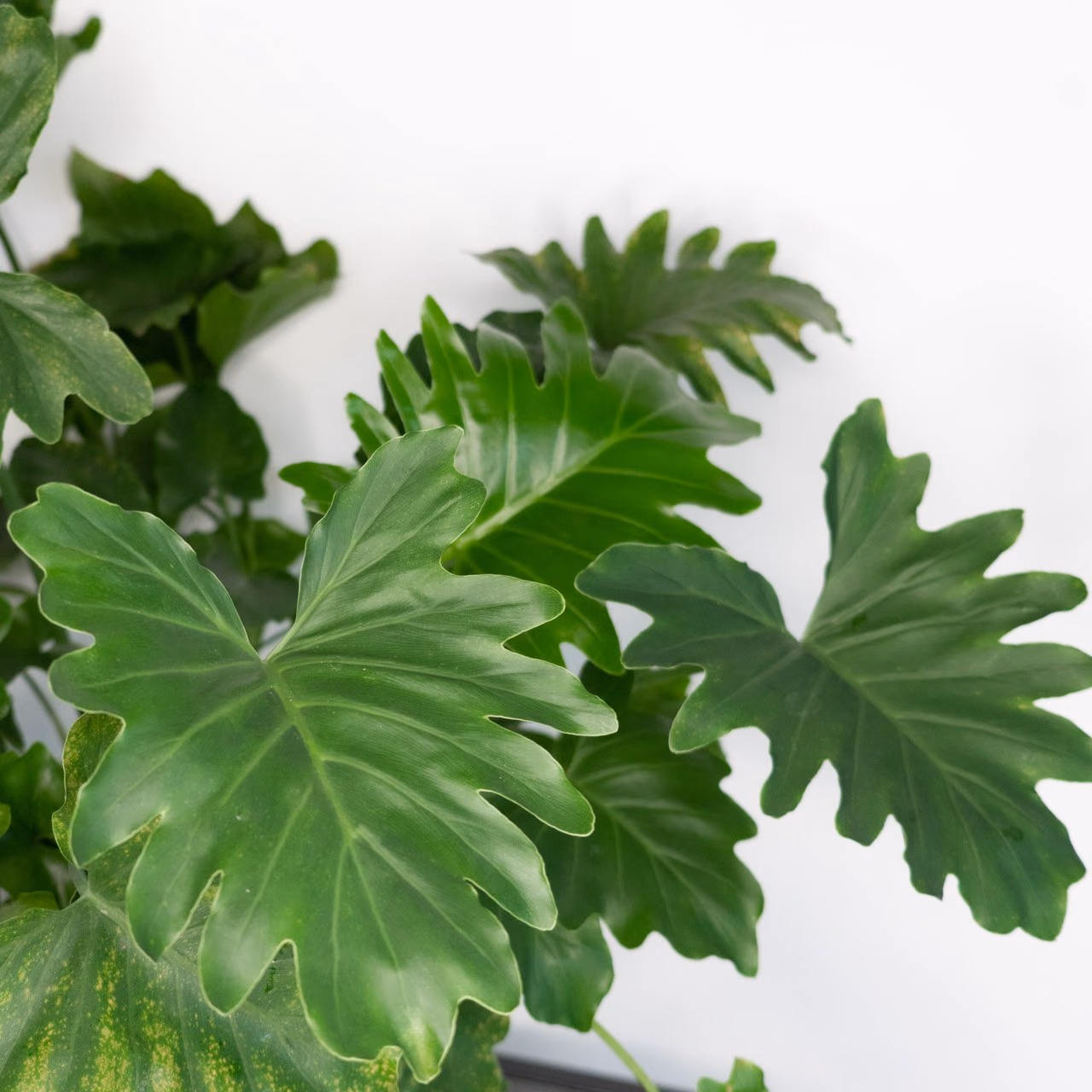 Philodendron xanadu — Zdjęcie 1 z 1