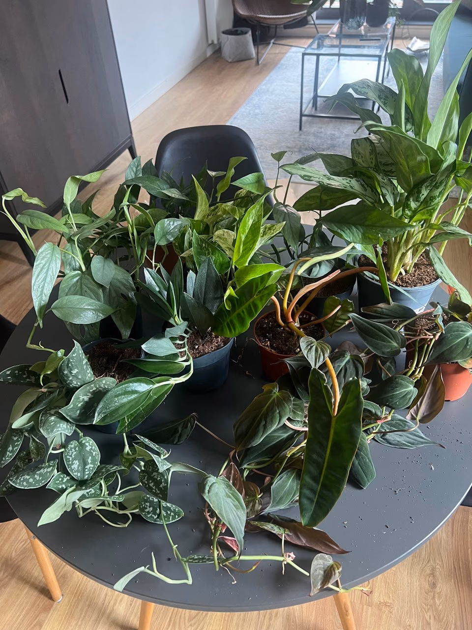 Scindapsus pictus — sadzonki — Zdjęcie 4 z 4