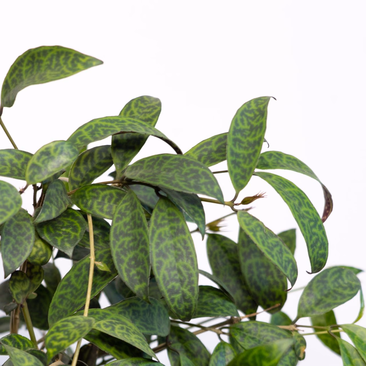 Scindapsus pictus — sadzonki — Zdjęcie 2 z 4