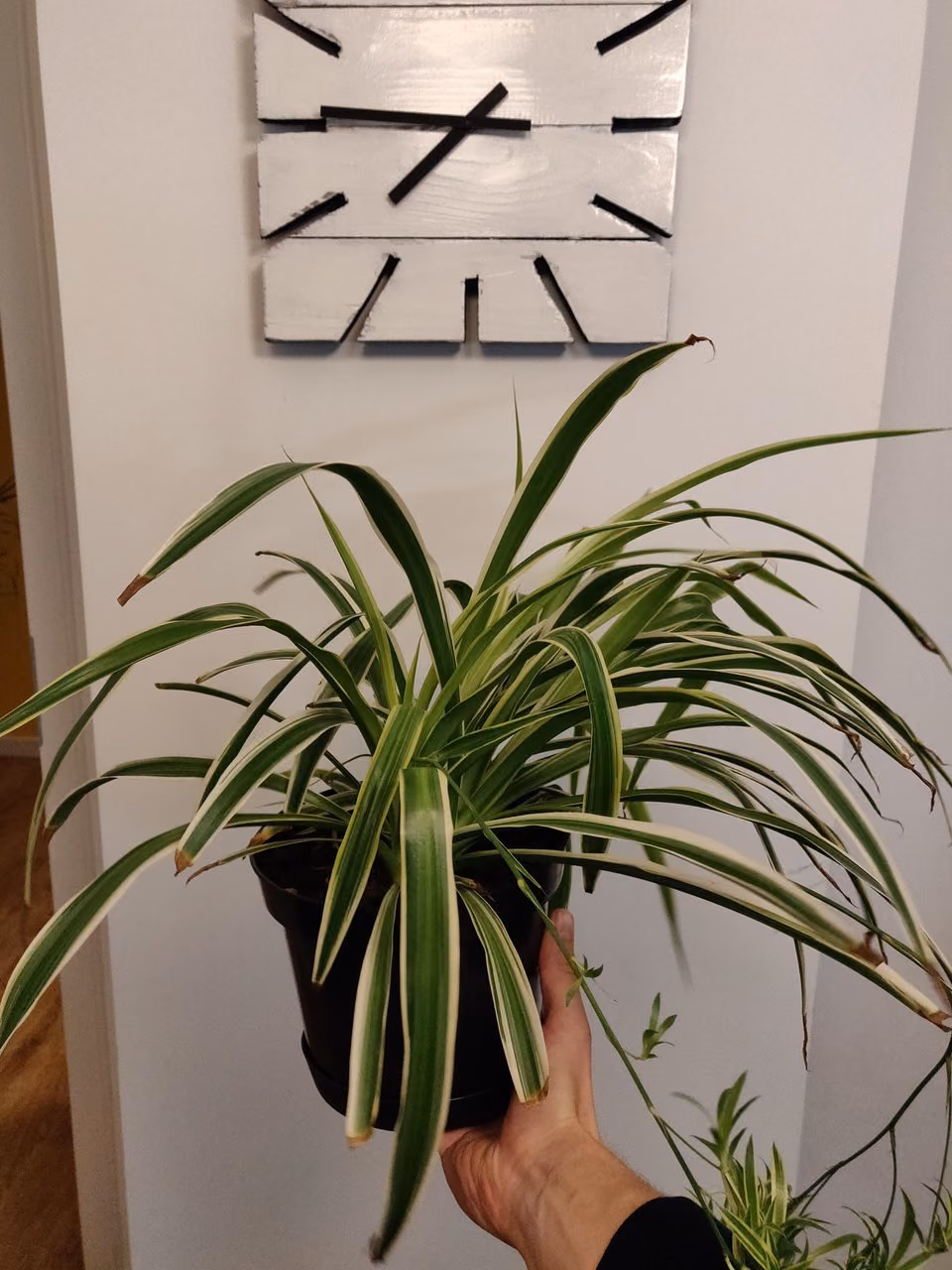 Zielistka — rozsady — Zdjęcie 2 z 2
