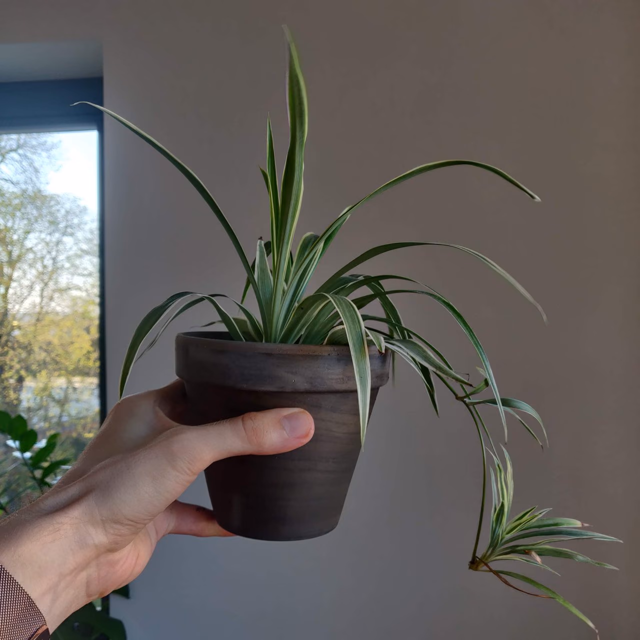 Zielistka — rozsady — Zdjęcie 1 z 2