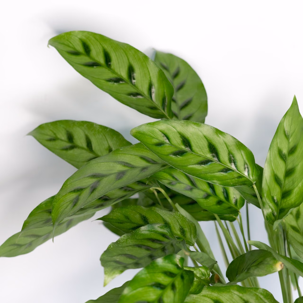 Calathea lancifolia — Zdjęcie 1 z 1